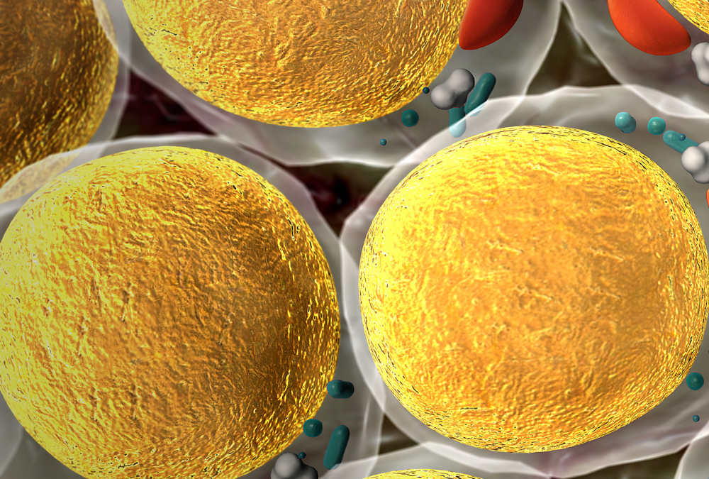 Cellules graisseuses et perte de poids