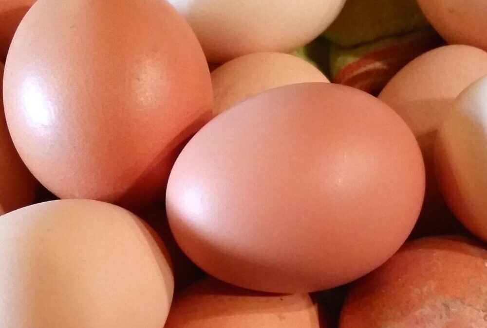 Combien d’œufs dois-je manger par jour ? 