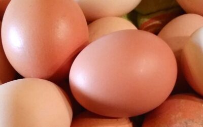 Combien d’œufs dois-je manger par jour ? 