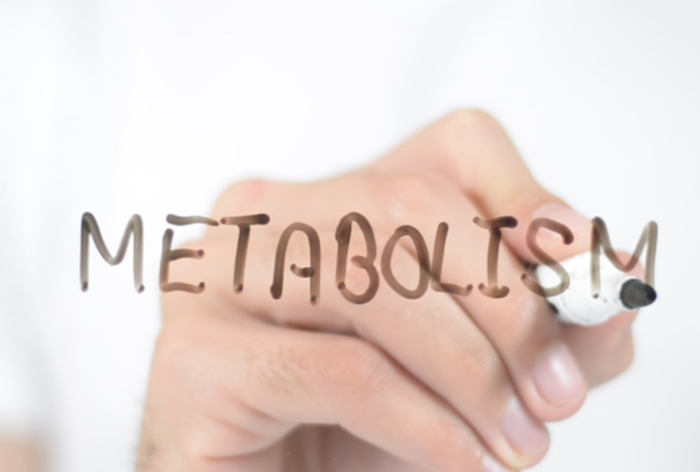 Perte de poids et métabolisme